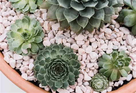 How to Grow and Care for Hens and Chicks (House Leek)