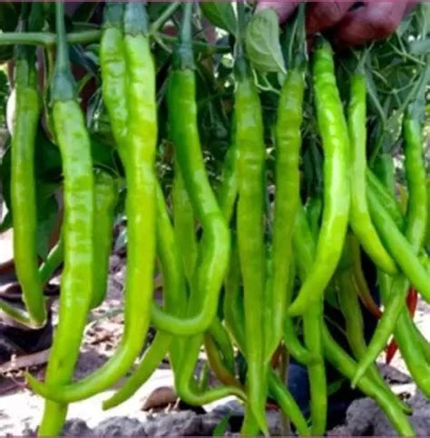 Aro Green Chilli, Chilli Pepper, Mirchi Seed Price in India - Buy Aro ...