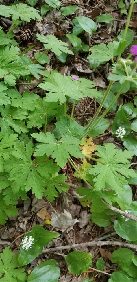 North Shore Mass, Wet Forest Floor : r/whatsthisplant