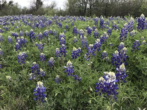 Best Bluebonnet Spots in Round Rock - Round the Rock