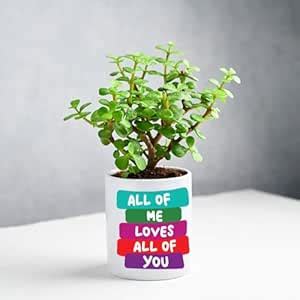 FlowerAura Air Purifying Good Luck Jade Live Indoor Plant In Ceramic ...