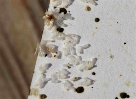 What Do Bed Bug Eggs Look Like? Signs & Where to Find Them