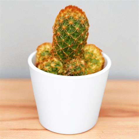 Buy Cactus Plants Online | Lowest Price at Plant Orbit