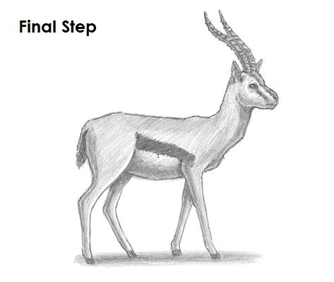 How to Draw a Gazelle
