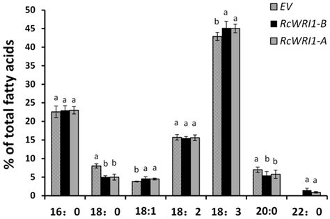 Splice Variants of the Castor WRI1 Gene Upregulate Fatty Acid and Oil ...