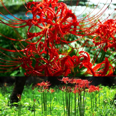 Amazon.com : 5 Pcs Heirloom Red Spider Lily (Lycoris Radiata) Bulbs ...