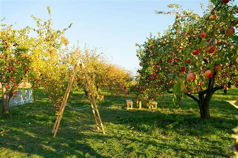 Image result for Small Apple Tree Farm