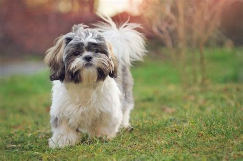 How to Groom a Shih Tzu: How to Use Electric Clippers to Cut a Shih Tzu ...