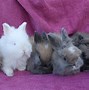 Image result for Grey Bunnies