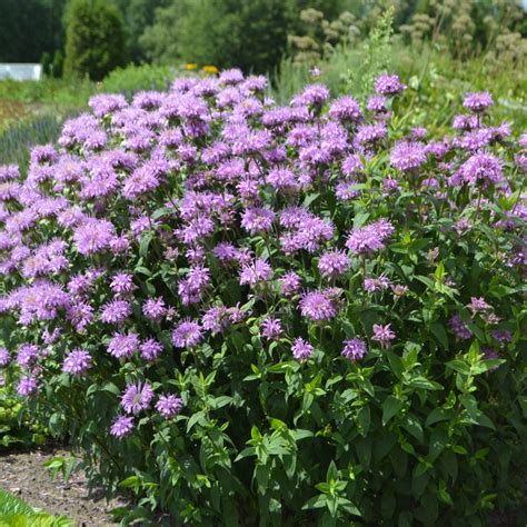 Wild Bergamot, Bee Balm (Monarda fistulosa) - MyGardenLife