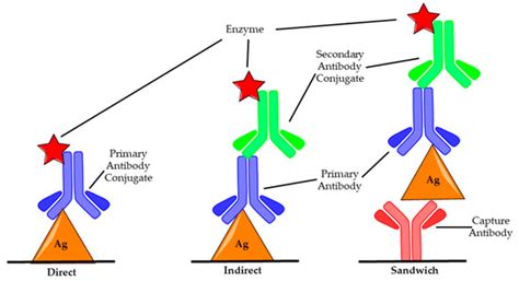 Rapid Detection of Botulinum Neurotoxins—A Review