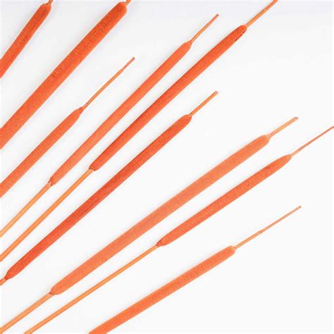 Cattail For Vase Online - Premium Dried Flower Stick | Nestasia