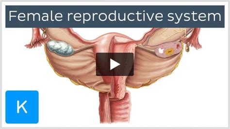Image result for Female Reproductive System System