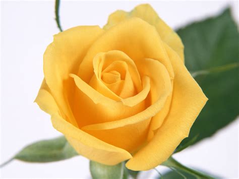 Flower Photos: Yellow Rose