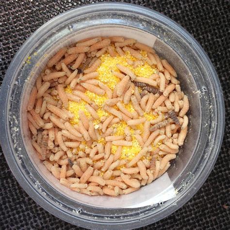 Spiritual Meaning of Maggots in House and Dreams - Awakening State