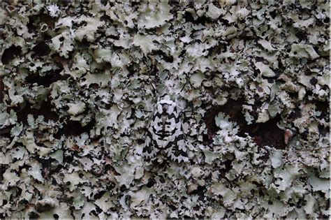 Camouflage in lichen moths: Field predation experiments and avian vision modelling demonstrate ...