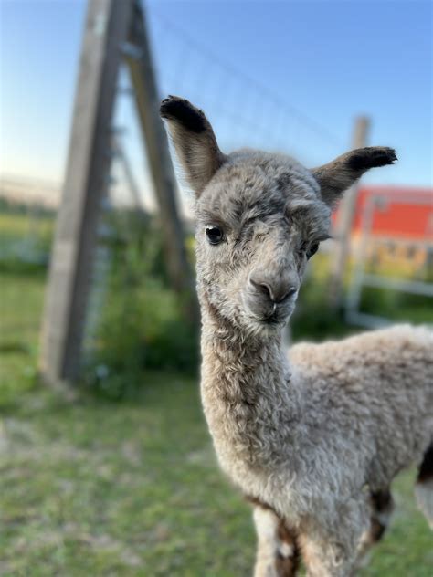 HERZ HQ Tóxica – Herzog-Alpakas