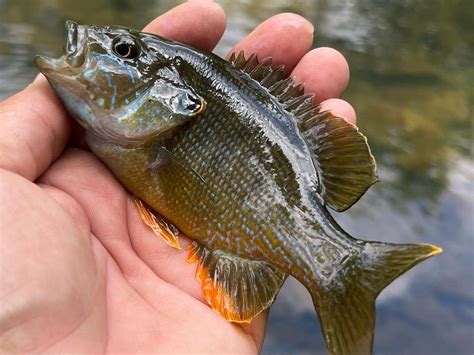 Sunfish Vs Bluegill