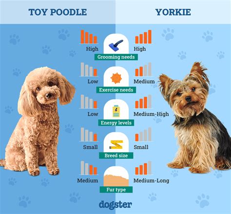 Yorkshire Terrier Vs Yorkie Poo