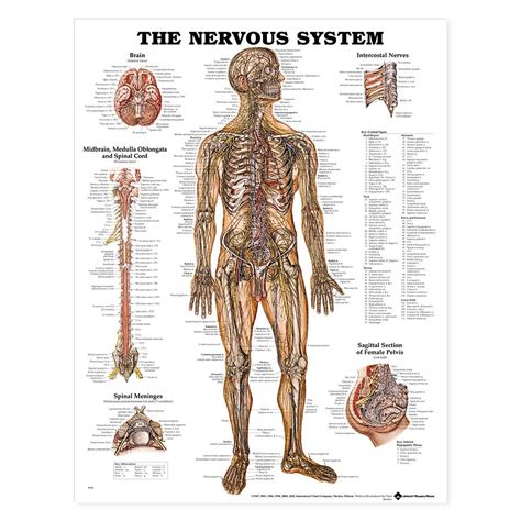 Buy Nervous System Anatomical Chart: Reverse Underlying Causes of ...