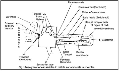 SENSORY ORGANS(Part - 3) - Notes, Zoology, Class 11 PDF Download