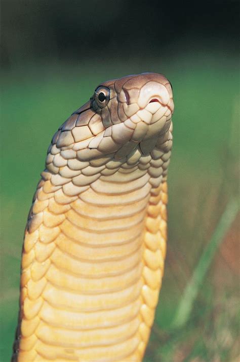 无毒蛇中的“大王”——王锦蛇，长相帅气还喜欢吃各种毒蛇_体型