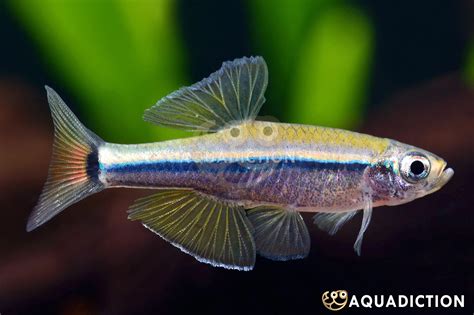 Lemon White Cloud Mountain Minnow - Tanichthys kuehnei Fish Profile ...