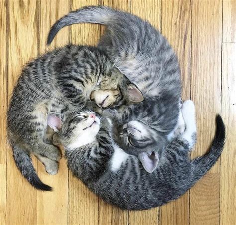 Kitty Wheel 的图像结果