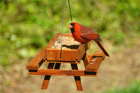 The Best Bird Feeder for Cardinals: 22 Feeders You Will Love!