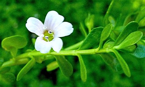 Brahmi- Overview, History, Uses, Benefits, Precaution, Dosage – Bhumija ...