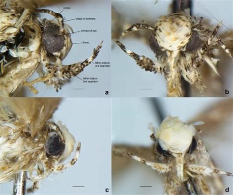 Neopalpa Donaldtrumpi: New moth species named after Donald Trump for ...