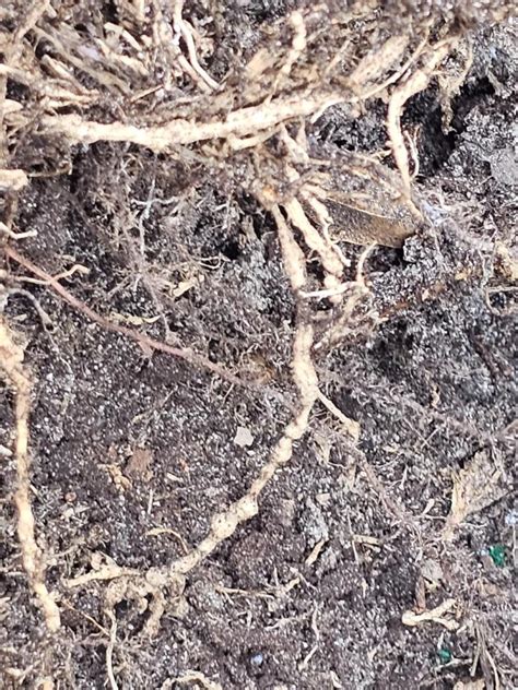 Image result for Hibiscus Root System