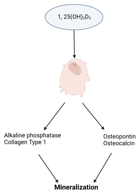 Endocrine Disruptor-Induced Bone Damage Due to Hormone Dysregulation: A ...