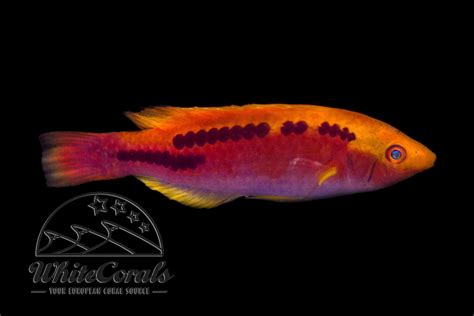 Cirrhilabrus lubbocki - Lubbock - buy online