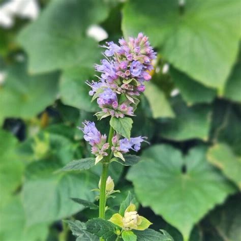 Anise Hyssop / Blue Giant Hyssop (Agastache foeniculum) seeds