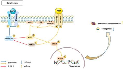 Periosteum Containing Implicit Stem Cells: A Progressive Source of ...
