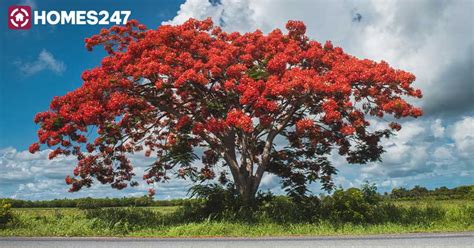 Gulmohar Tree | Gulmohar Plant Care Tips & Benefits