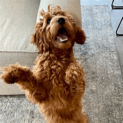 F1b Mini Goldendoodles - Breed Profile & Information - SpiritDog Training