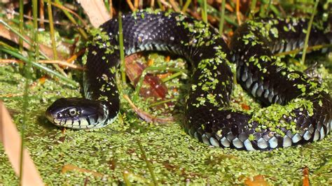 Barren-Ringelnatter - Natrix helvetica Foto & Bild | tiere, wildlife ...