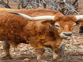 Image result for OX