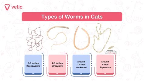 Roundworms In Kittens Worms In Cats: Treatment, Prevention & Common