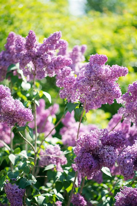 Purple Flowering Shrubs Bushes