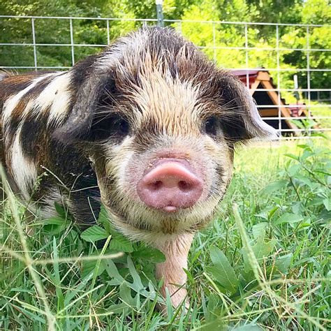 Welcoming Your Kunes — Slow Farm