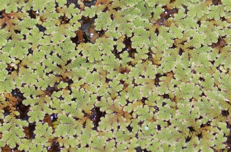 Schwimmpflanzen Paket für Teich Aquarium Feenmoos Hornkraut in ...