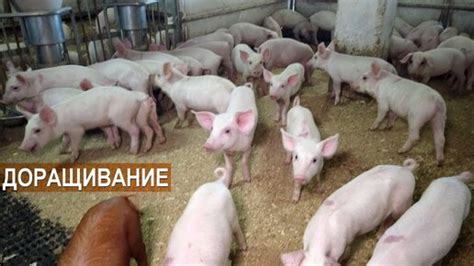 КАК СОДЕРЖАТСЯ ПОРОСЯТА НА ДОРАЩИВАНИИ И ОТКОРМЕ в фермерском хозяйстве ...