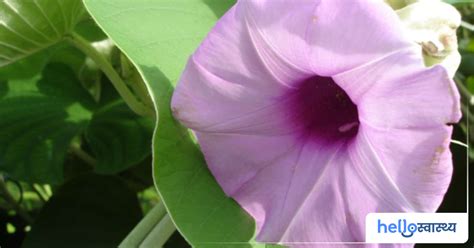 विधारा (ऐलीफैण्ट क्रीपर) के फायदे एवं नुकसान – Health Benefits of ...