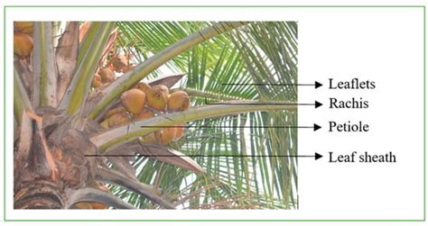 Detection of Coconut Clusters Based on Occlusion Condition Using ...