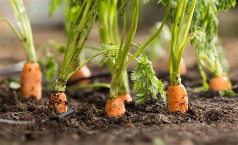 胡萝卜最佳播种时间和生长环境 —【发财农业网】