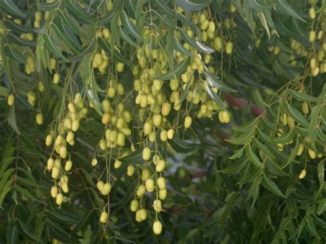 How to Make Your Own Neem Oil Pesticide - Greener Ideal