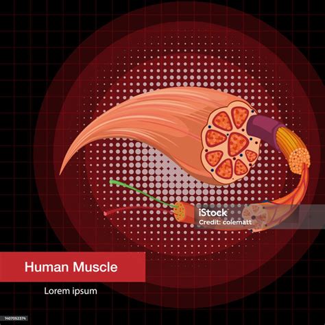 Image result for BioFlix Animation Muscle Structure